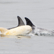 Image Courtesy of Kate Cummings, Blue Ocean Whale Watch